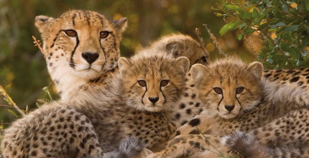 Spectacular Kenya wilderness safari tour