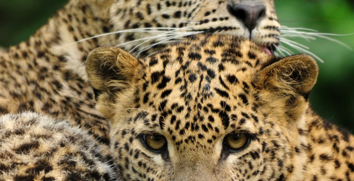 8 Day Sri Lanka Wildlife Tour