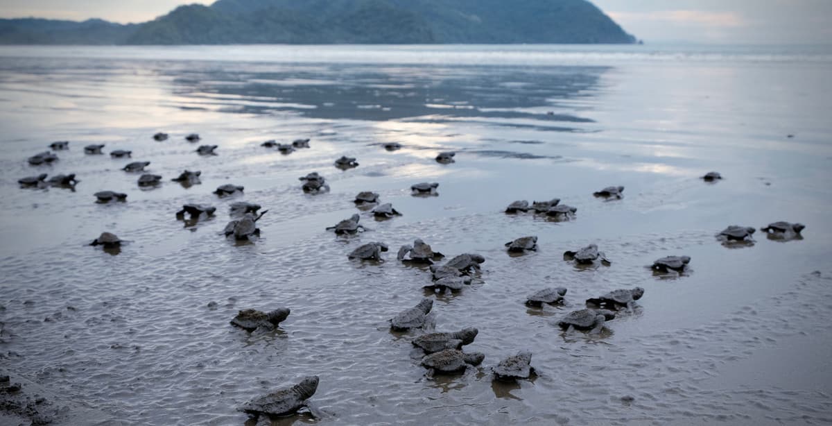 Yoga, surfing & turtles in Costa Rica