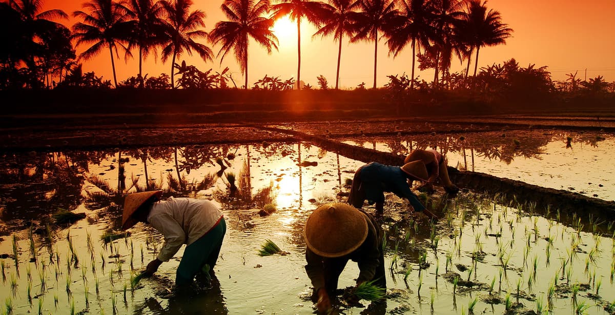 Bali und Sulawesi entdecken