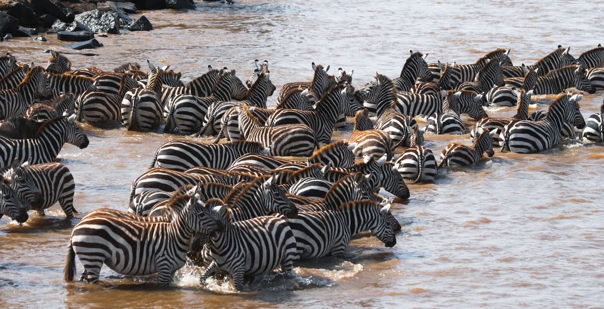 Flug-Safari in die Masai Mara