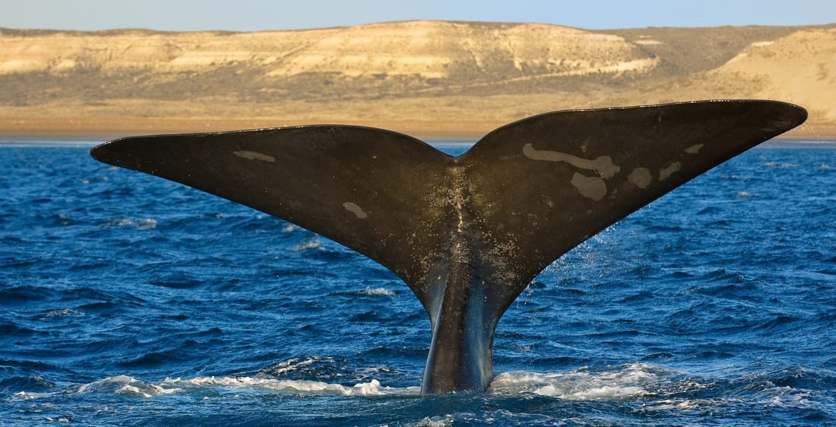 20 Day Patagonia And Argentina Adventure