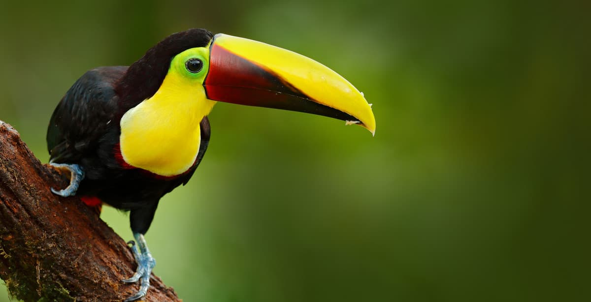 Costa Rica Highlights and Pacific Beach