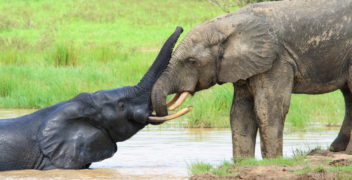 Ghana: an immersive safari journey