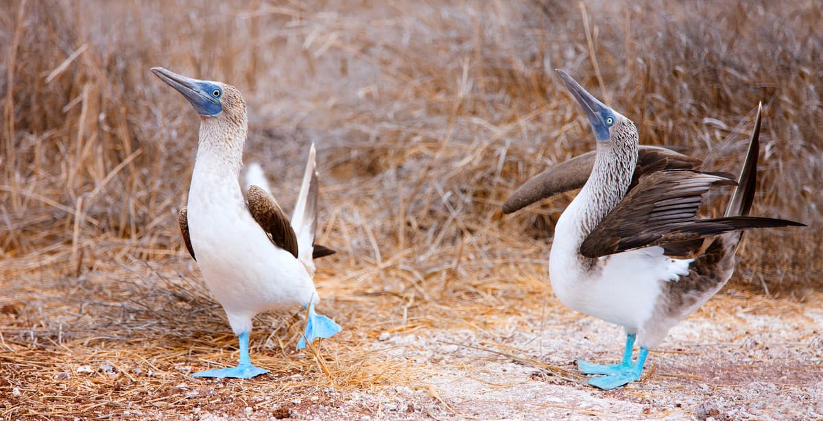 Two-week honeymoon in Ecuador & the Galapagos