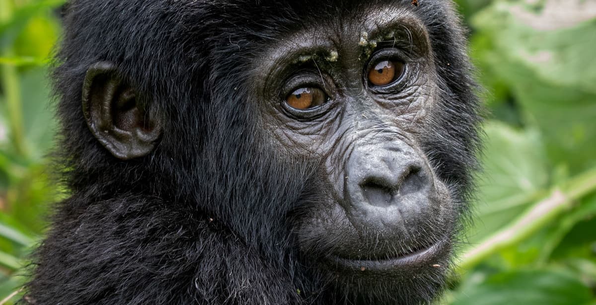 The best of Rwanda: 11-day discovery tour