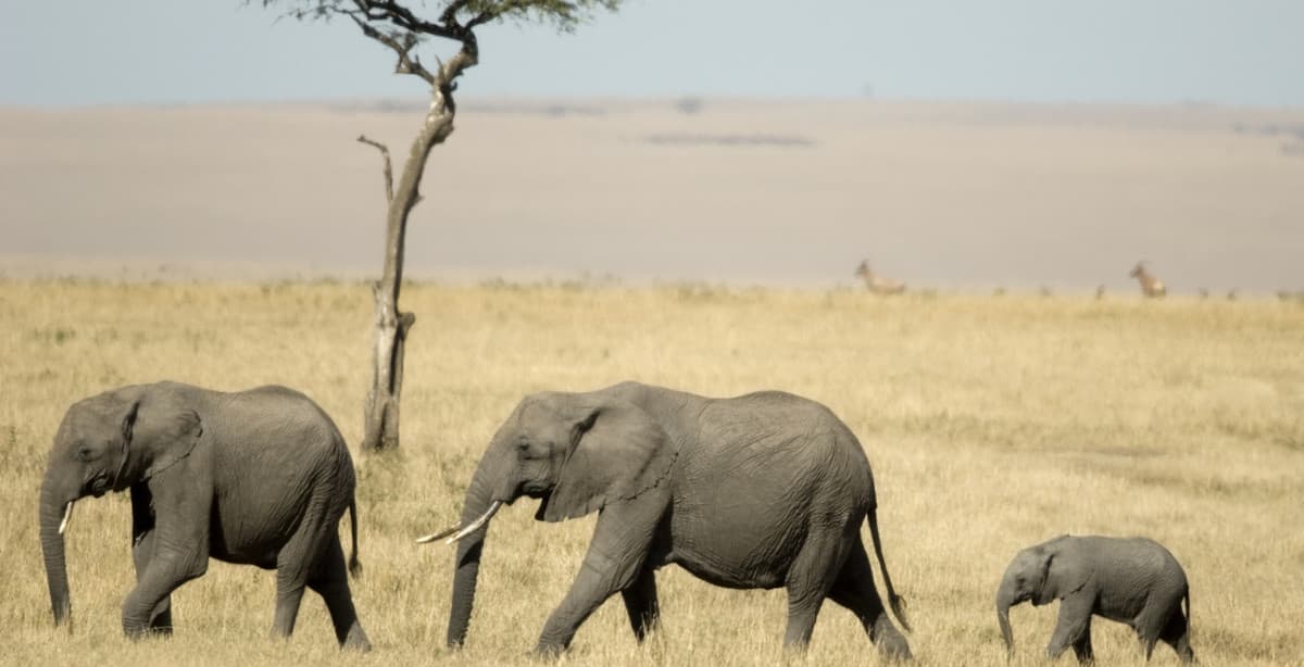 7-day wonderful Kenya wildlife safari