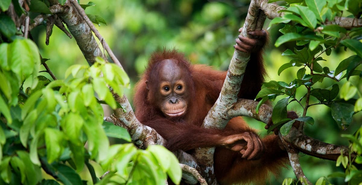 3 Wochen Indonesien: Orangutans, Vulkane und Komododrachen