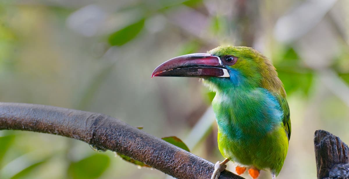 11-Day Cloud and Rainforest Adventure