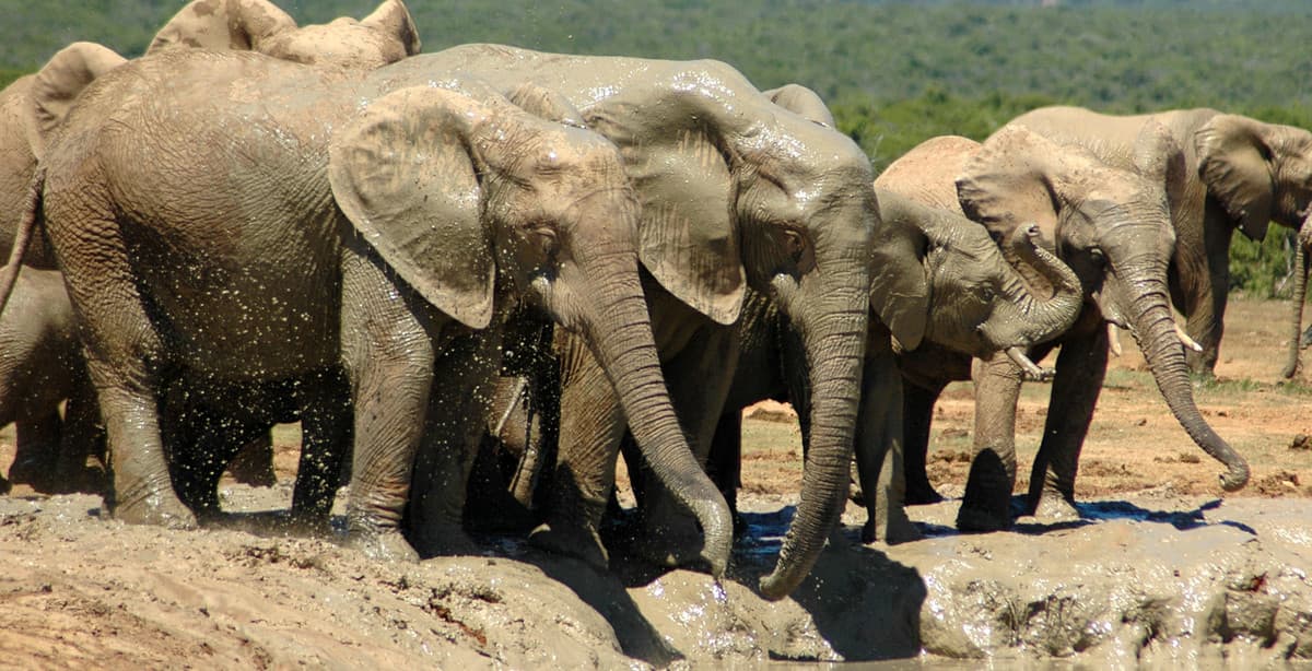 10-day South Africa family adventure