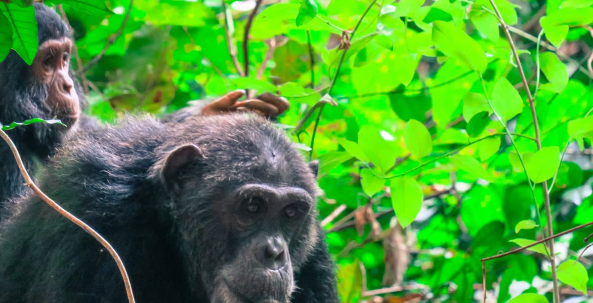 Touring Tanzania: chimpanzee trekking & Zanzibar Beach