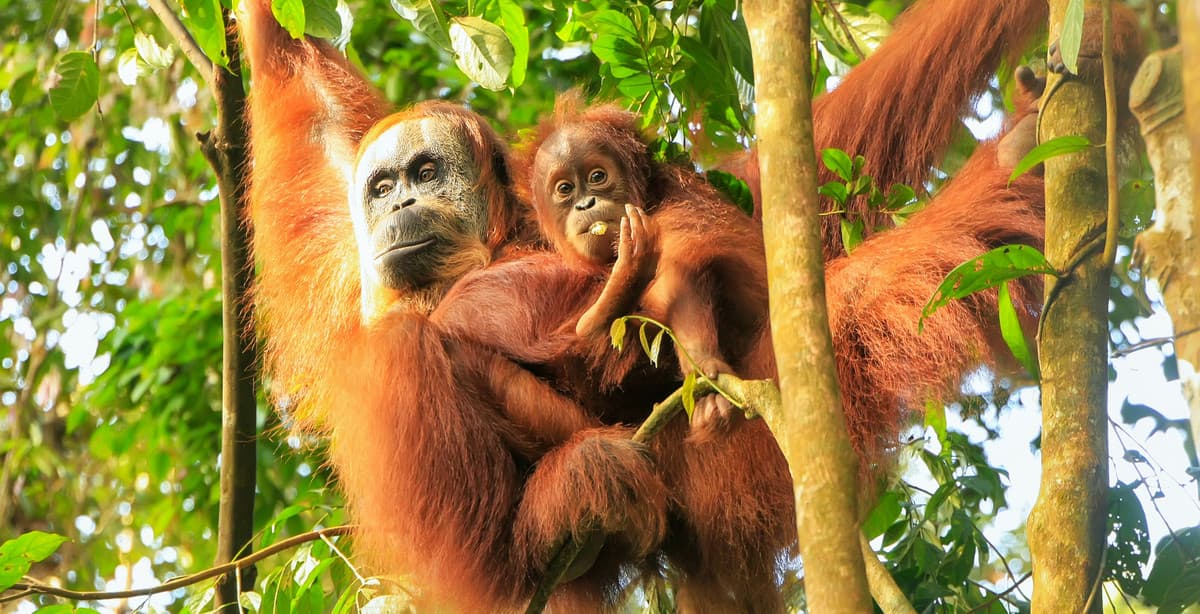 Natur- und Kulturerlebnis im Norden Sumatras