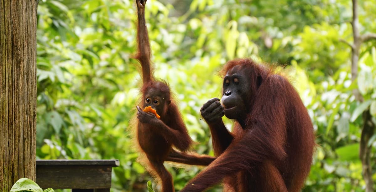 Rundreise durch Borneo, Java und Bali