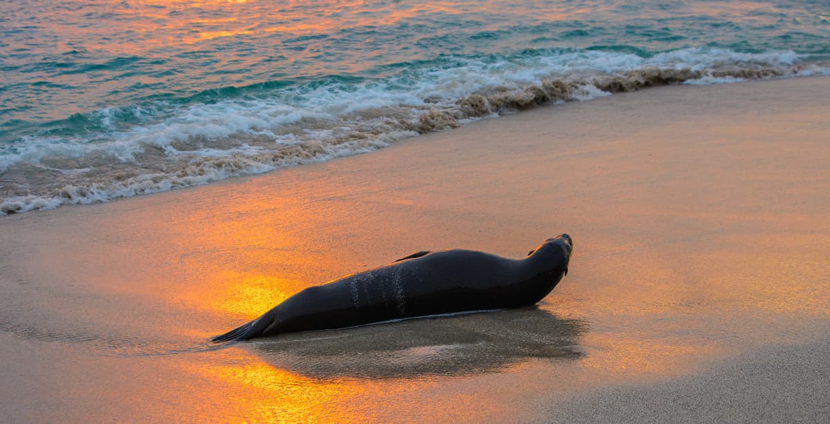 Galapagos Discovery: Island Hopping