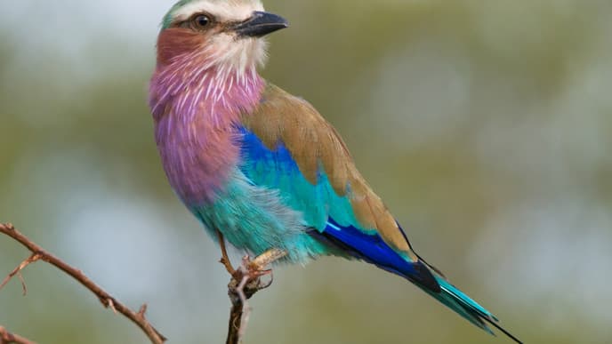 Naturpfade durch bunte Blumenteppiche