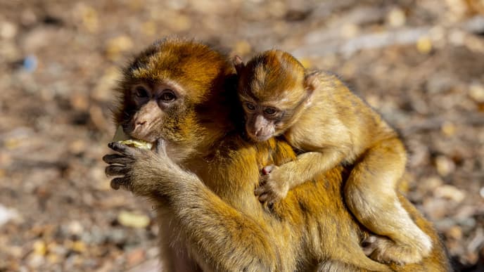 Morocco’s monkeys