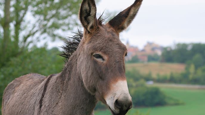 Final morning in the Cévennes