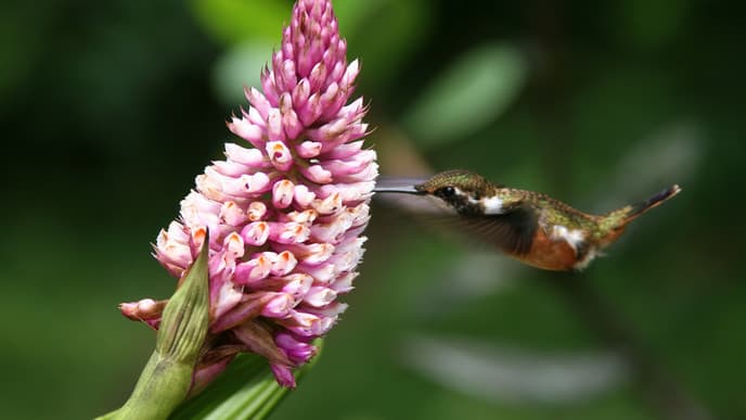 Soak in Verdant Monteverde