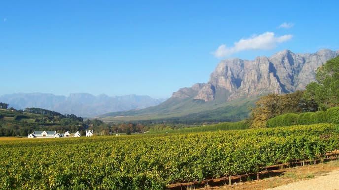 Immerse Yourself in the Vineyards of South Africa