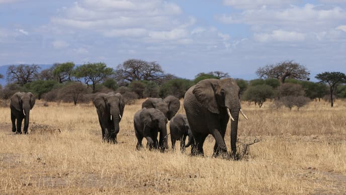 Spend Your Last Day at the Tarangire