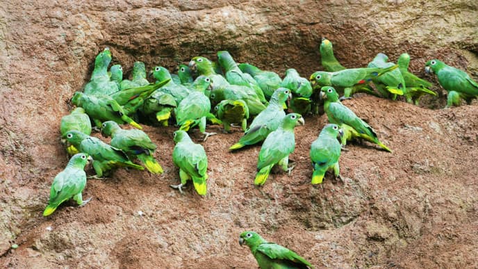 Besuch der farbenfrohen Papageienlecke