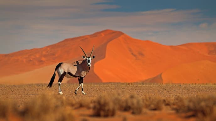 Sunrise in the Namib