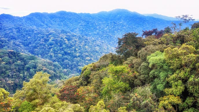 Journey to Nyungwe National Park