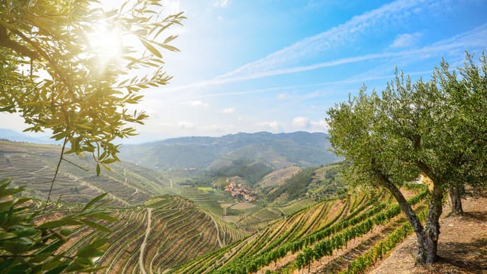 A wine tour & tasting