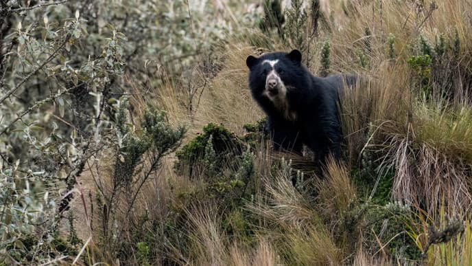 Following wildlife through camera traps