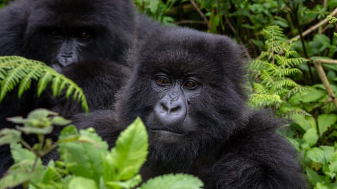In the company of majestic mountain gorillas