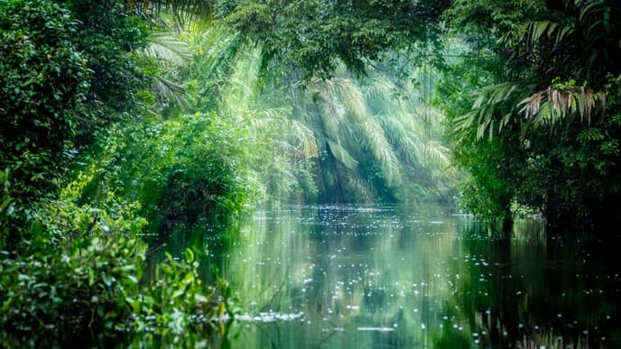 Explore Tortuguero National Park