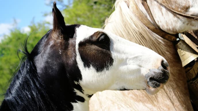 Enjoy A Gaucho Show at Santa Susana Ranch
