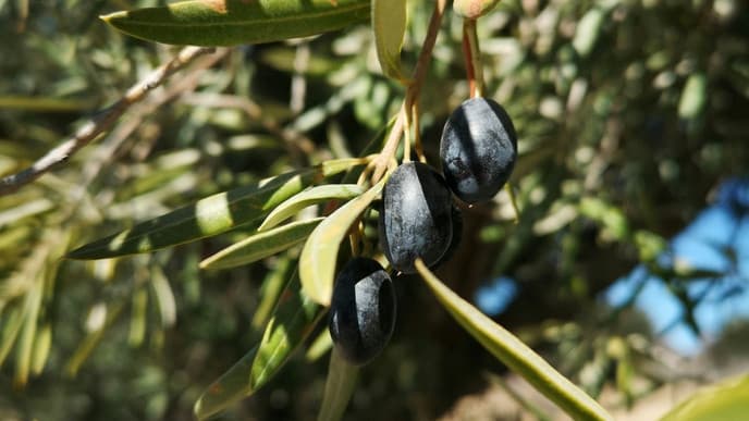 Taste the region's liquid gold