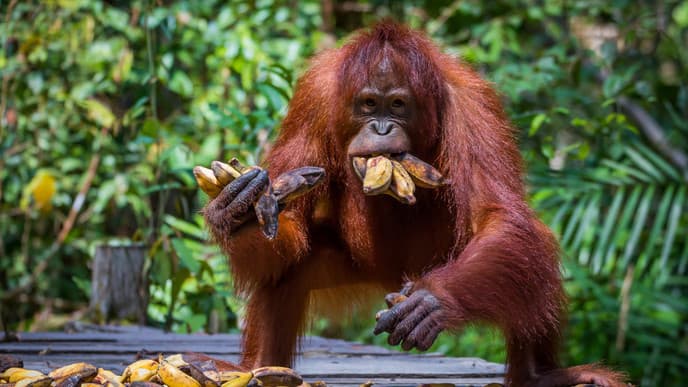 Ein ganzer Tag mit den majestätischen Orang-Utans