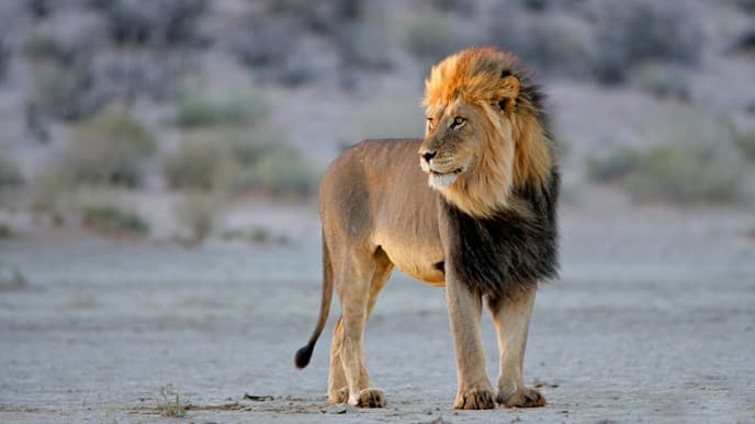 Erlebnisse in der Kalahari