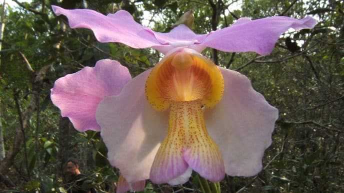 Orchideenwanderung in der Umgebung von Vientiane