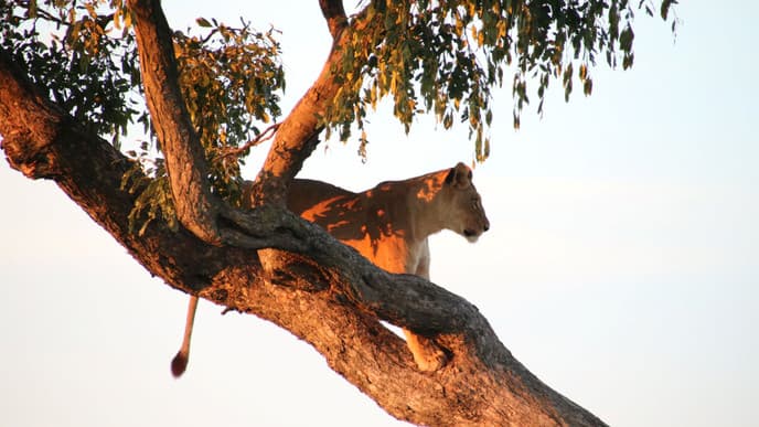 Arrival at Camp Moremi