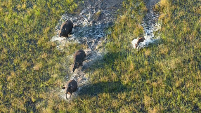Arrival in the Okavango Delta