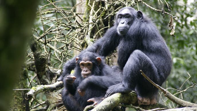 Enjoy A Game Drive To Kasenyi