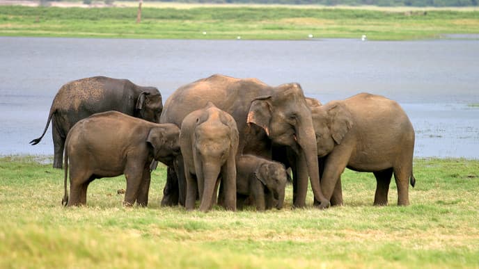 Keep An Eye Out for Elephant at Minneriya