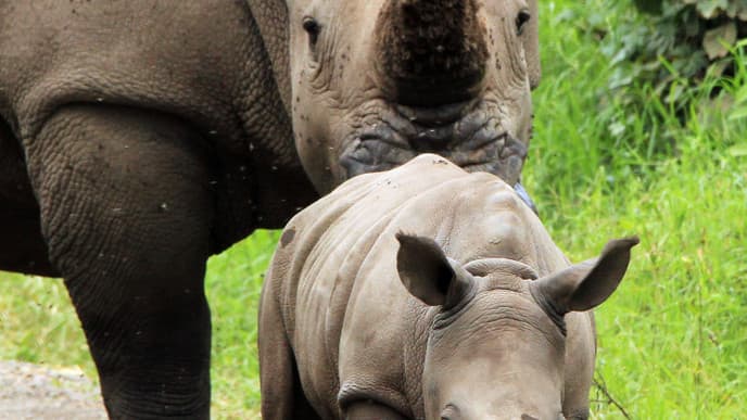 Wildlife at Lake Nakuru National Park