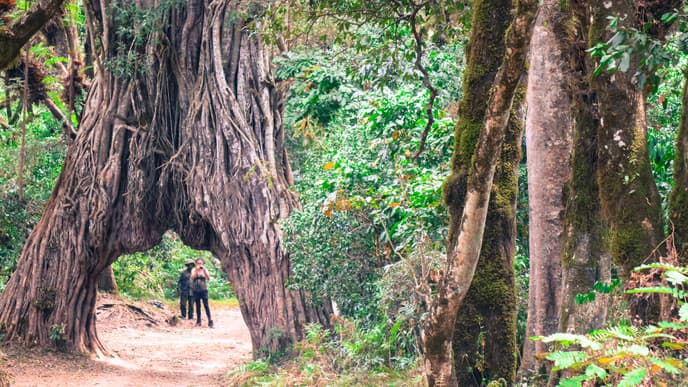 Arusha Adventure