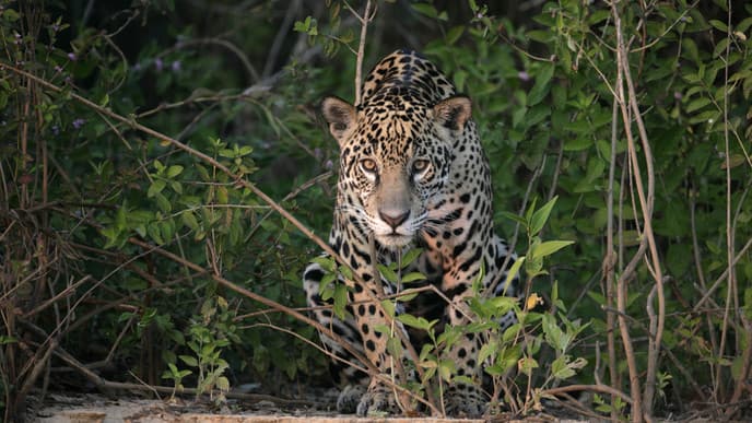 Jaguarsafari