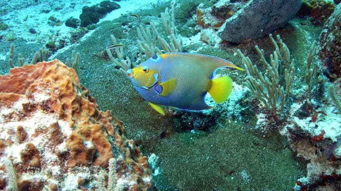 Get to know the Belize Barrier Reef
