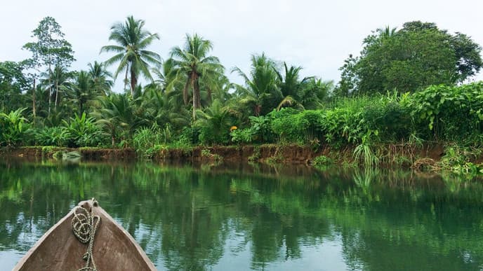 Dive Deep into the Jungle