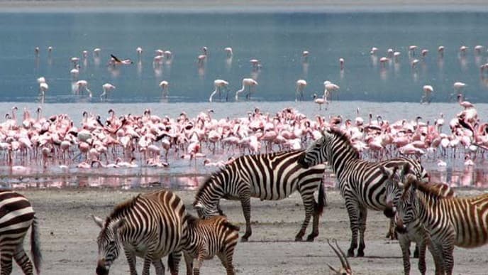 Witness Flamingos and Giraffes At Lake Nakuru