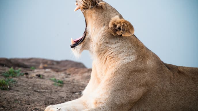 Travel to the Beautiful Kapama Private Game Reserve in Kruger