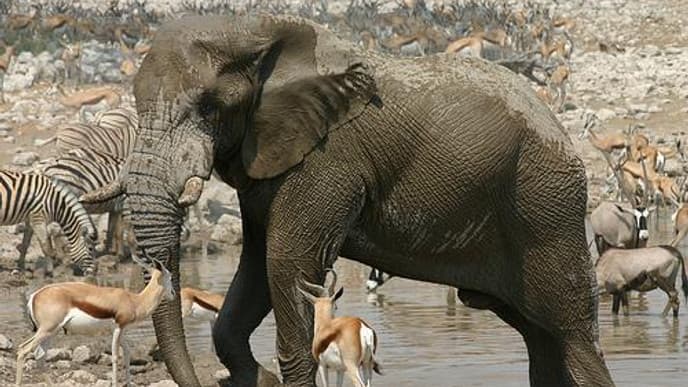 Genießen Sie die Zeit im Etosha National Park