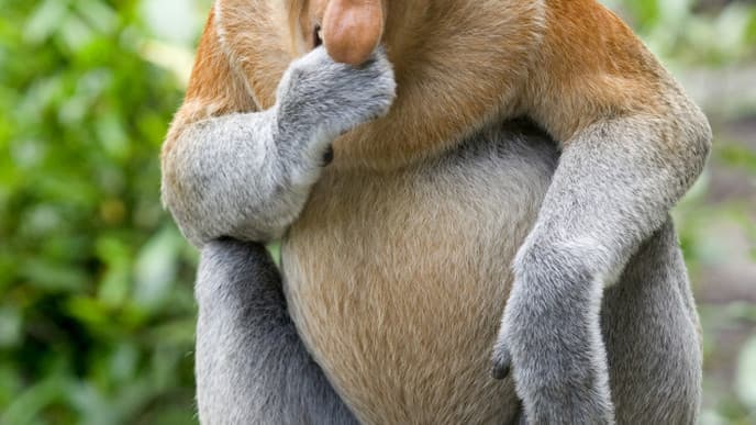 Visit A Orangutan Rehabilitation Center