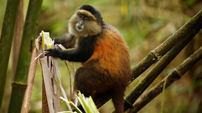 Go in search of rare golden monkeys